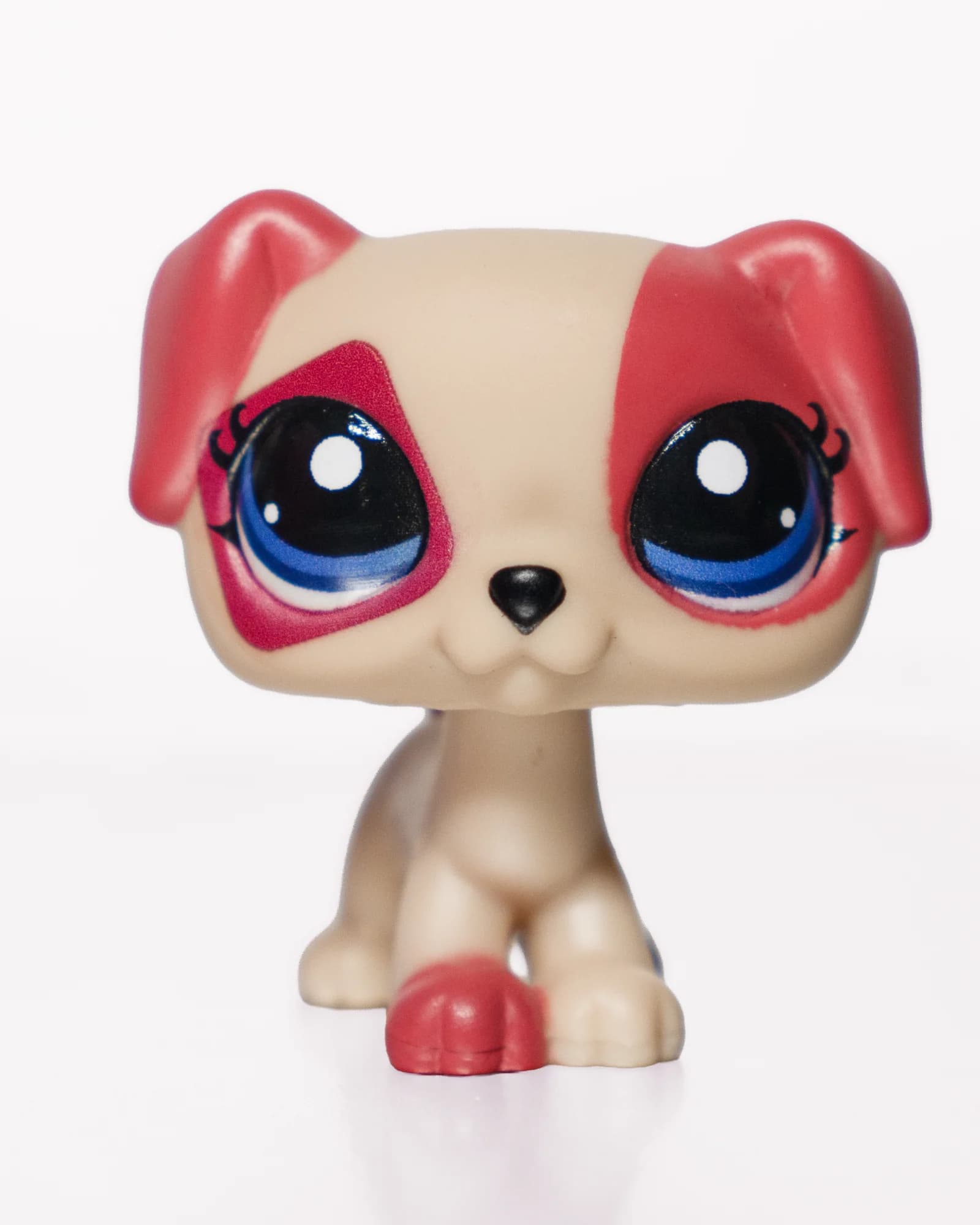 Jack Russel Terrier with Pink Ears, front view