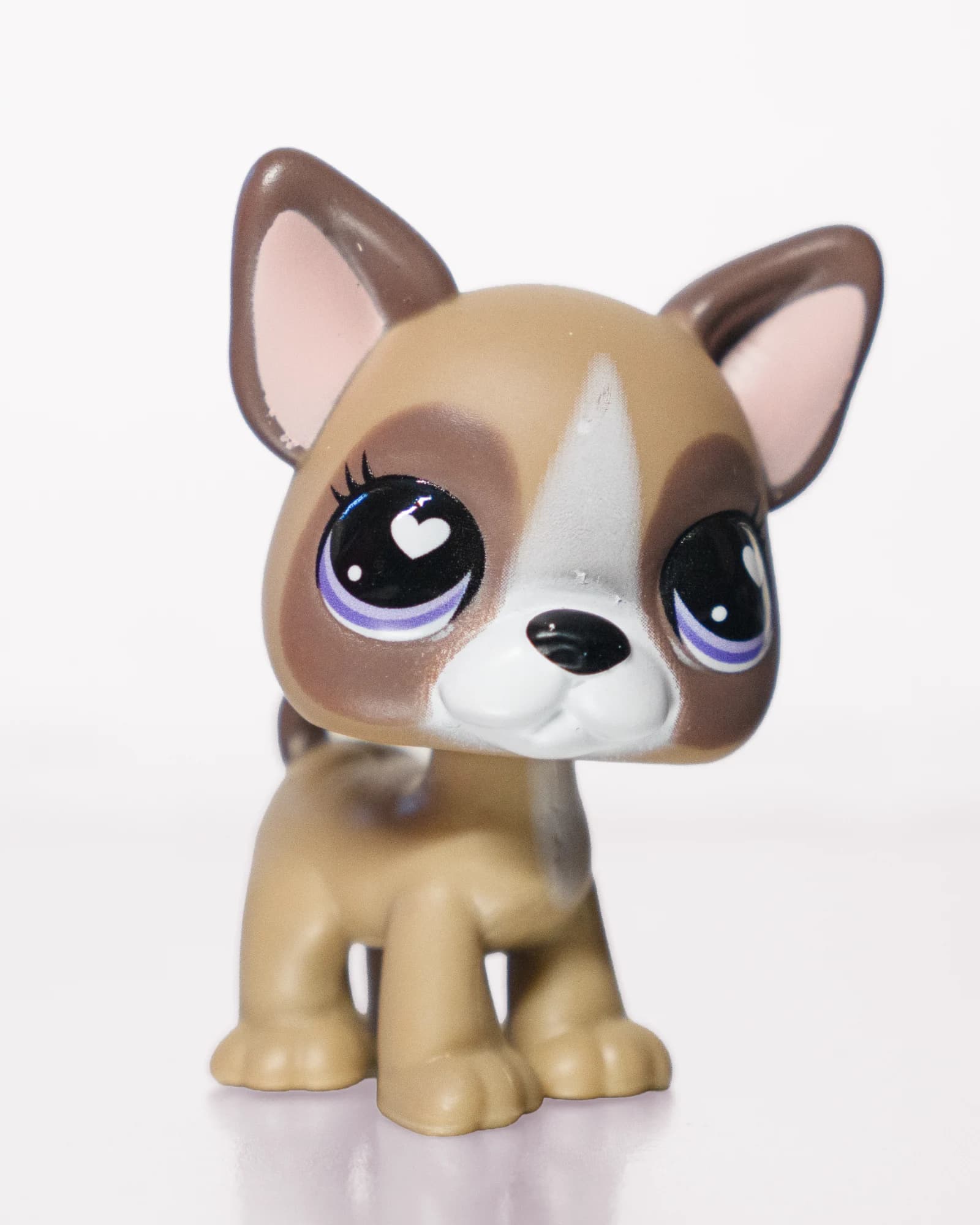 French Bulldog, front view