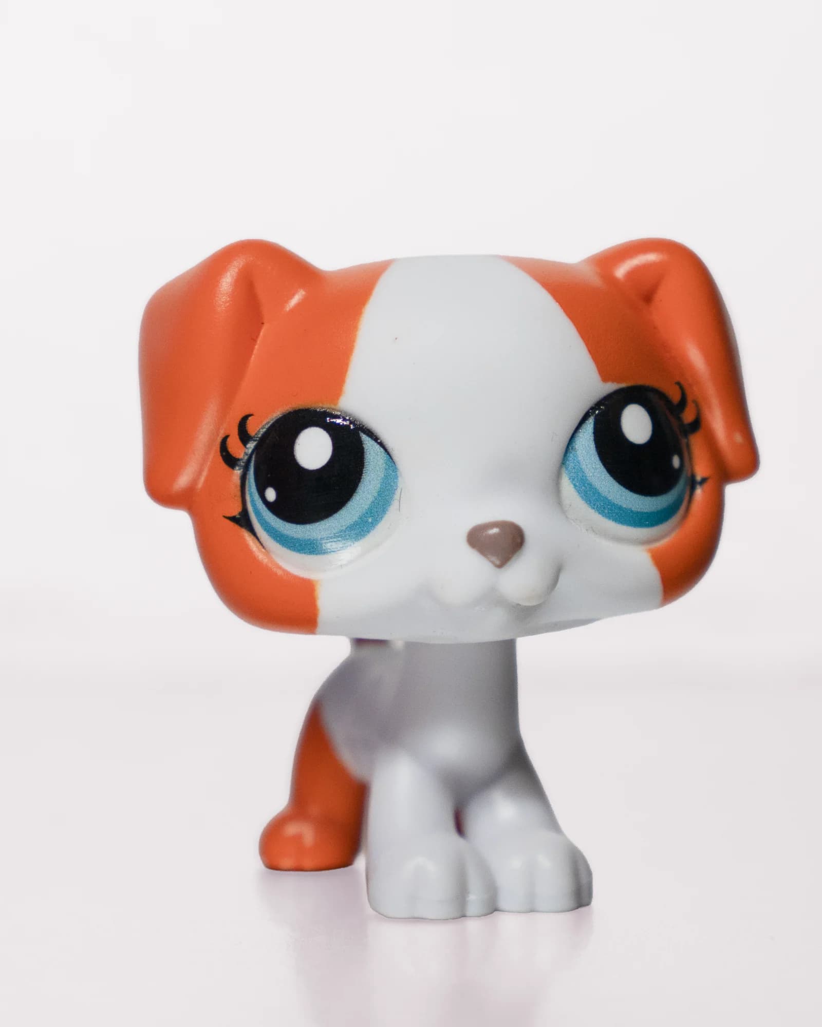 White and Orange Dog, front view